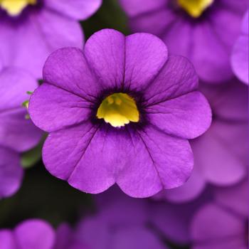 Calibrachoa 'Lavender' 