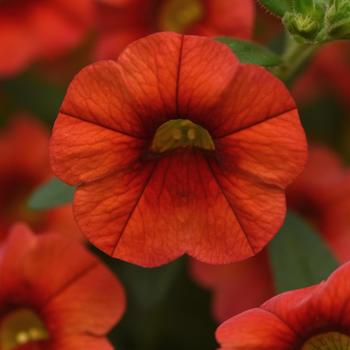 Calibrachoa 'Orange' 