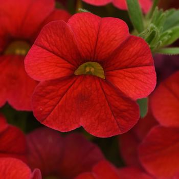 Calibrachoa 'Red' 