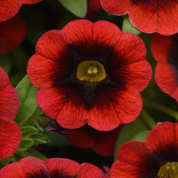 Calibrachoa 'Red Kiss' 