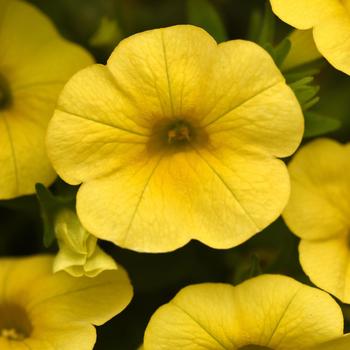 Calibrachoa Cha-Cha™ 'Yellow'