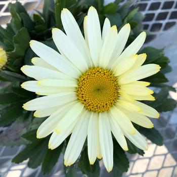 Leucanthemum maximum 'Gemini' 