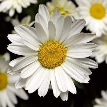 Leucanthemum maximum 'Libra' 