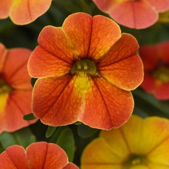 Calibrachoa Conga™ 'Diva Orange'