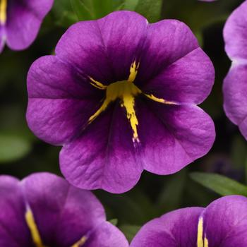 Calibrachoa 'Purple Star' 