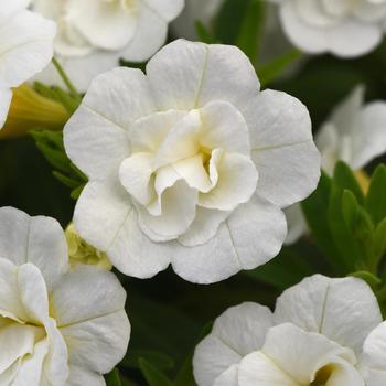 Calibrachoa 'Double White' 