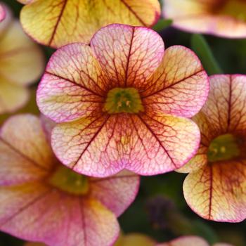 Calibrachoa 'Uno Orange Red Vein' 