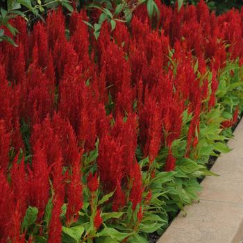 Celosia plumosa 'Arrabona Red' 