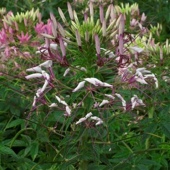 Cleome hassleriana 'Queen Lilac' 