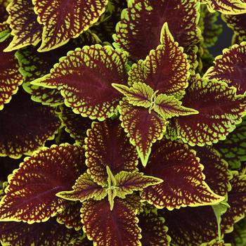 Coleus scutellarioides 'UF04512' 