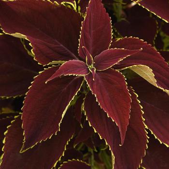 Coleus scutellarioides 'Ruby Heart'