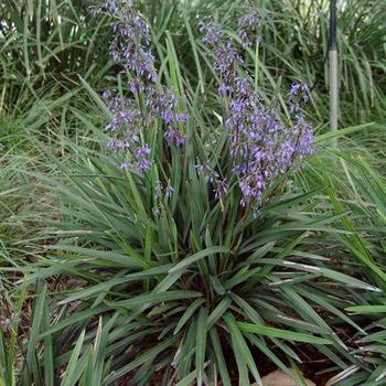 Dianella caerulea 'DCMP01' 