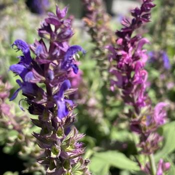 Salvia nemorosa 'Blue and Pink' 