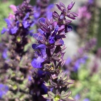 Salvia nemorosa 'Blue' 