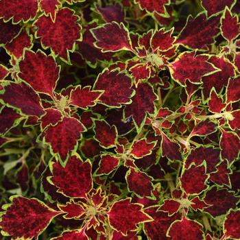 Coleus scutellarioides 'Glory Road' 