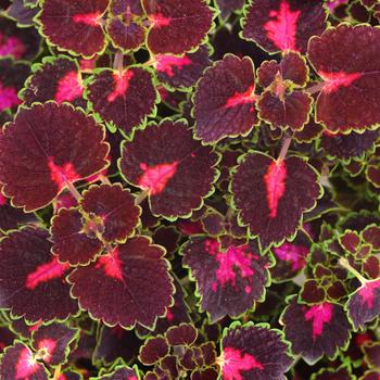 Coleus scutellarioides 'Road Trip' 