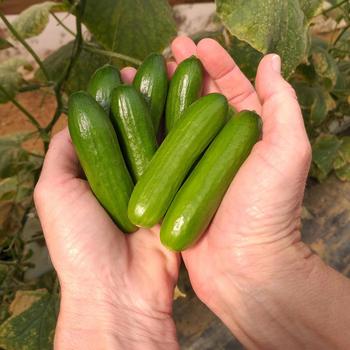 Cucumis sativus 'Mini-Me' 