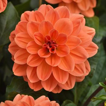 Dahlia Venti™ 'Mango'