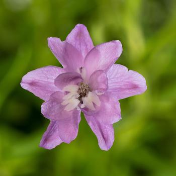 Delphinium elatum 'Pink White Bee' 