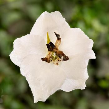 Delphinium elatum Delphina™ 'White Black Bee'