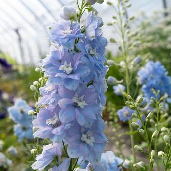 Delphinium elatum 'Light Blue White Bee' 