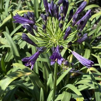 Agapanthus 'Hush' 