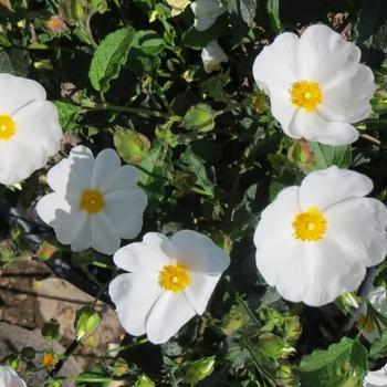 Cistus x corbariensis