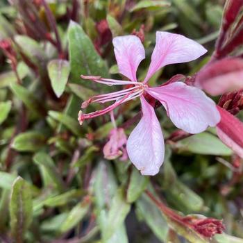 Gaura lindheimeri 'Striking Oil' 