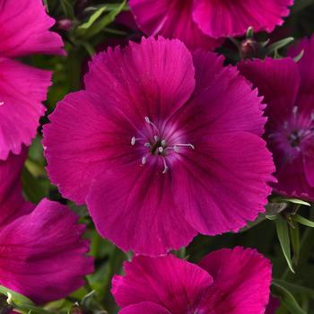Dianthus chinensis Coronet™ 'Purple'