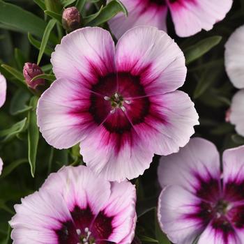 Dianthus chinensis 'White Purple Eye' 