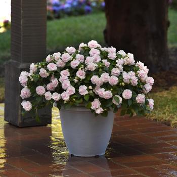 Impatiens walleriana Glimmer™ 'Appleblossom'