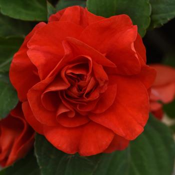 Impatiens walleriana Glimmer™ 'Bright Red'