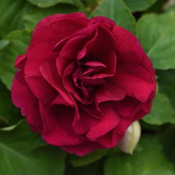 Impatiens walleriana 'Burgundy' 