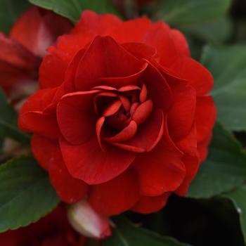 Impatiens walleriana 'Dark Red' 