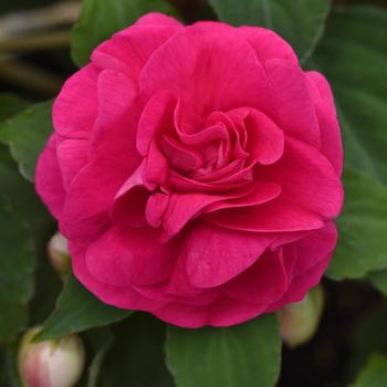 Impatiens walleriana Glimmer™ 'Hot Pink'