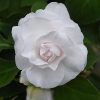 Impatiens walleriana 'White' 