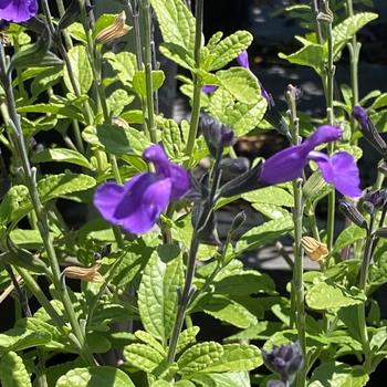 Salvia microphylla x greggii 'Breeze' 