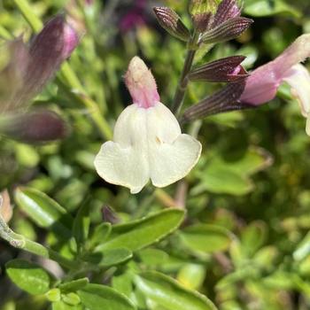 Salvia x jamensis 'Full Moon™' 