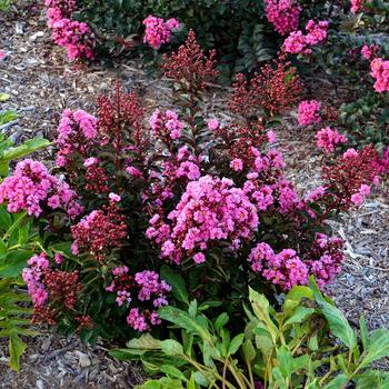 Lagerstroemia indica Barista® 'Dark Roast'