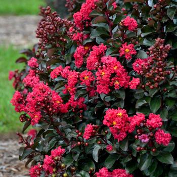 Lagerstroemia indica 'Cherry Mocha' PP28281