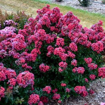 Lagerstroemia indica Barista® 'Lava Java'