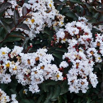 Lagerstroemia indica Barista® 'Like a Latte'