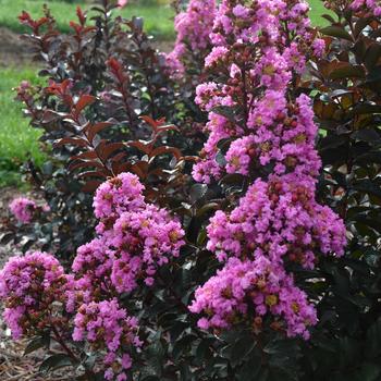 Lagerstroemia indica Barista® 'Sweet Macchiato'