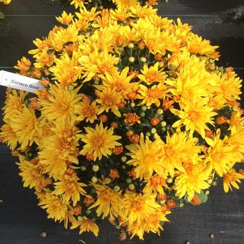 Chrysanthemum x morifolium 'Conaco Gold'