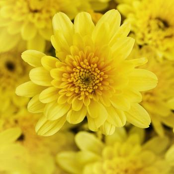 Chrysanthemum x morifolium 'Milkshake Banana Yellow'