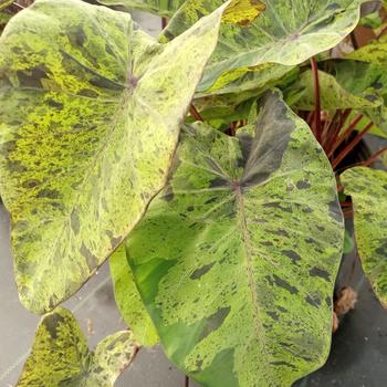 Colocasia esculenta 'Mojito' 