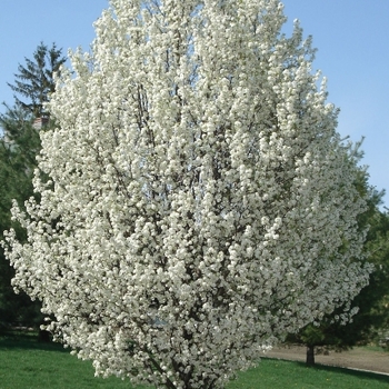 Pyrus calleryana