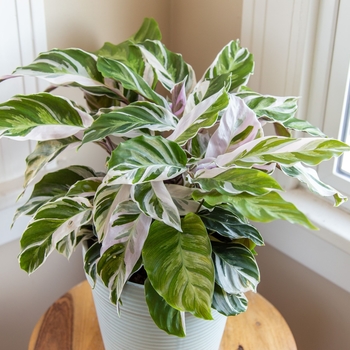 Calathea lietzei 'White Fusion' 