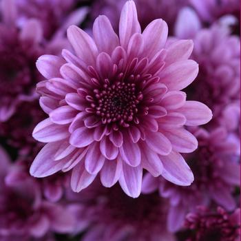 Chrysanthemum x morifolium 'Milkshake Berry Pink' 