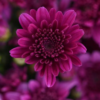 Chrysanthemum x morifolium 'Milkshake Cherry Purple'